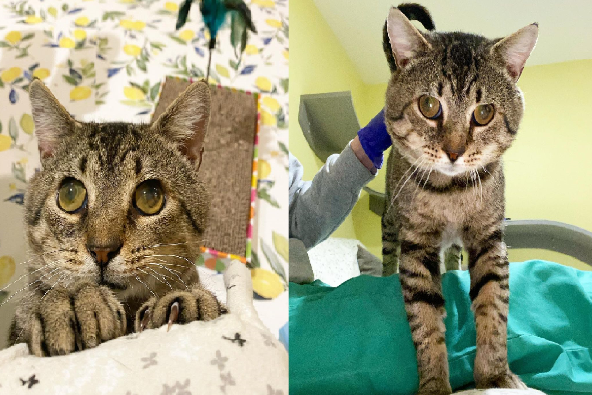 貓貓因病「失明」，竭盡全力向人展現友好求關注。（圖／Instagram＠pokeypotpie）