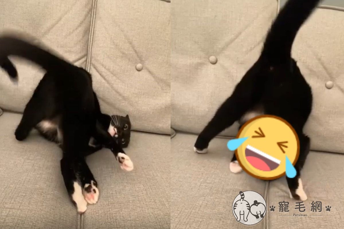 黑白貓拍屁屁太興奮，竟然變成「大法喵」（圖／IG@milkfei0828授權提供）