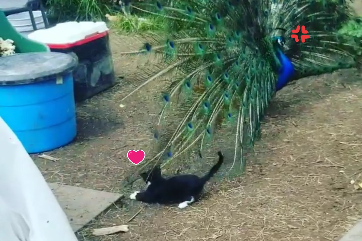 調皮小貓不停玩弄孔雀的羽毛（圖／IG@oliverwatusi）