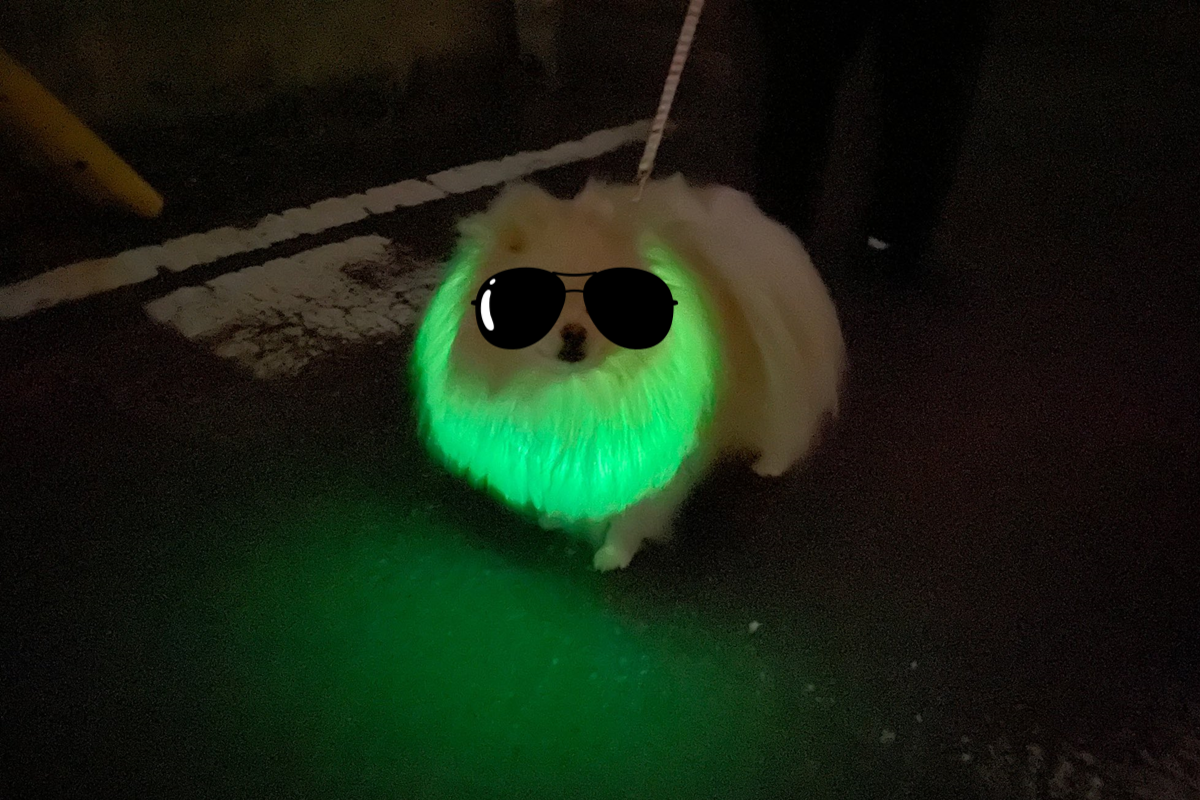 日本一隻小毛汪當牠戴上夜光項圈，瞬間滿身綠光！（圖／Twitter@daihukuchaaaaan）