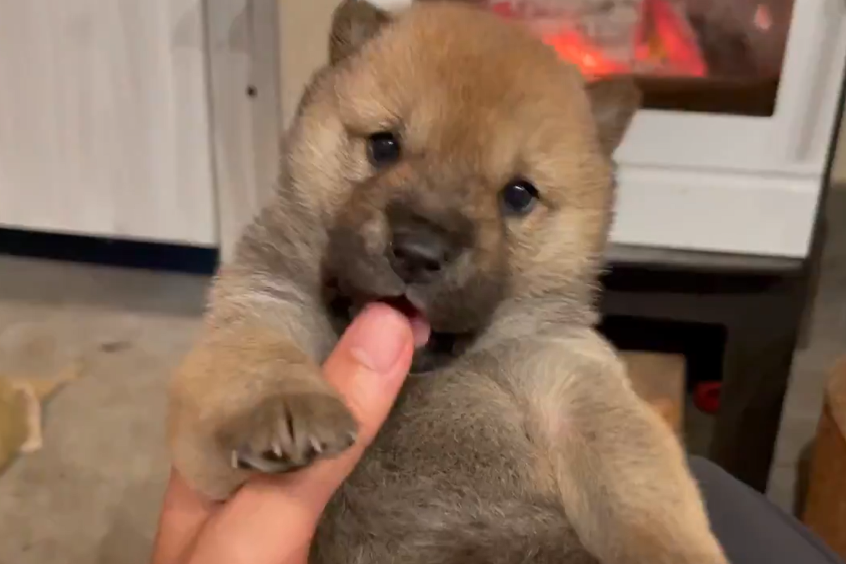 山陰柴犬剛剛長牙，「輕啃手指」止癢癢～（圖／Twitter＠tetsuya_yutaka） 