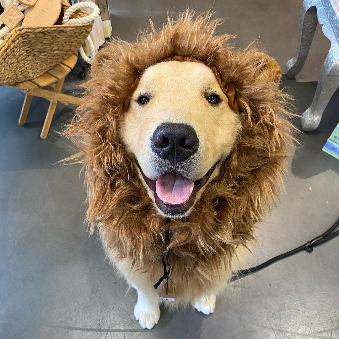 哈嚕～我今天扮一隻小獅子（圖／Instagram＠agoldennamedkevin）
