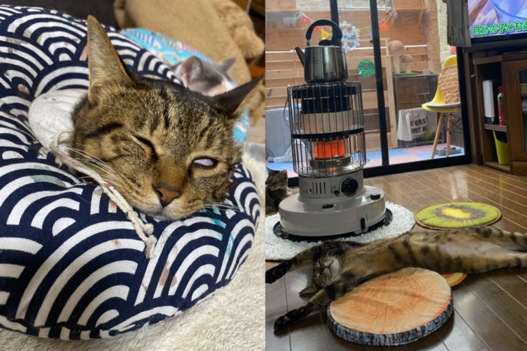 電暖爐萬歲，虎斑貓被暖到「全身攤開」大爆睡！（圖／Instagram＠midorinotanbo）