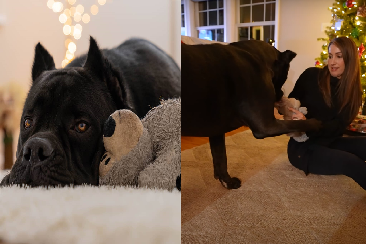 高壯黑狗與女主人玩娃娃，興奮之餘仍小心注意不要踩到她！（圖／Instagram＠jasoncorey411、Youtube@Jason Corey）