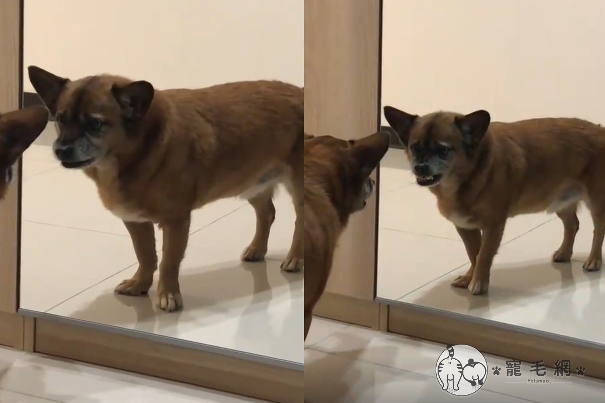 狗狗對鏡子裡的自己「齜牙怒吼」，以為有別隻狗入侵家裡！（圖／Instagram＠ho_moo7720授權提供）