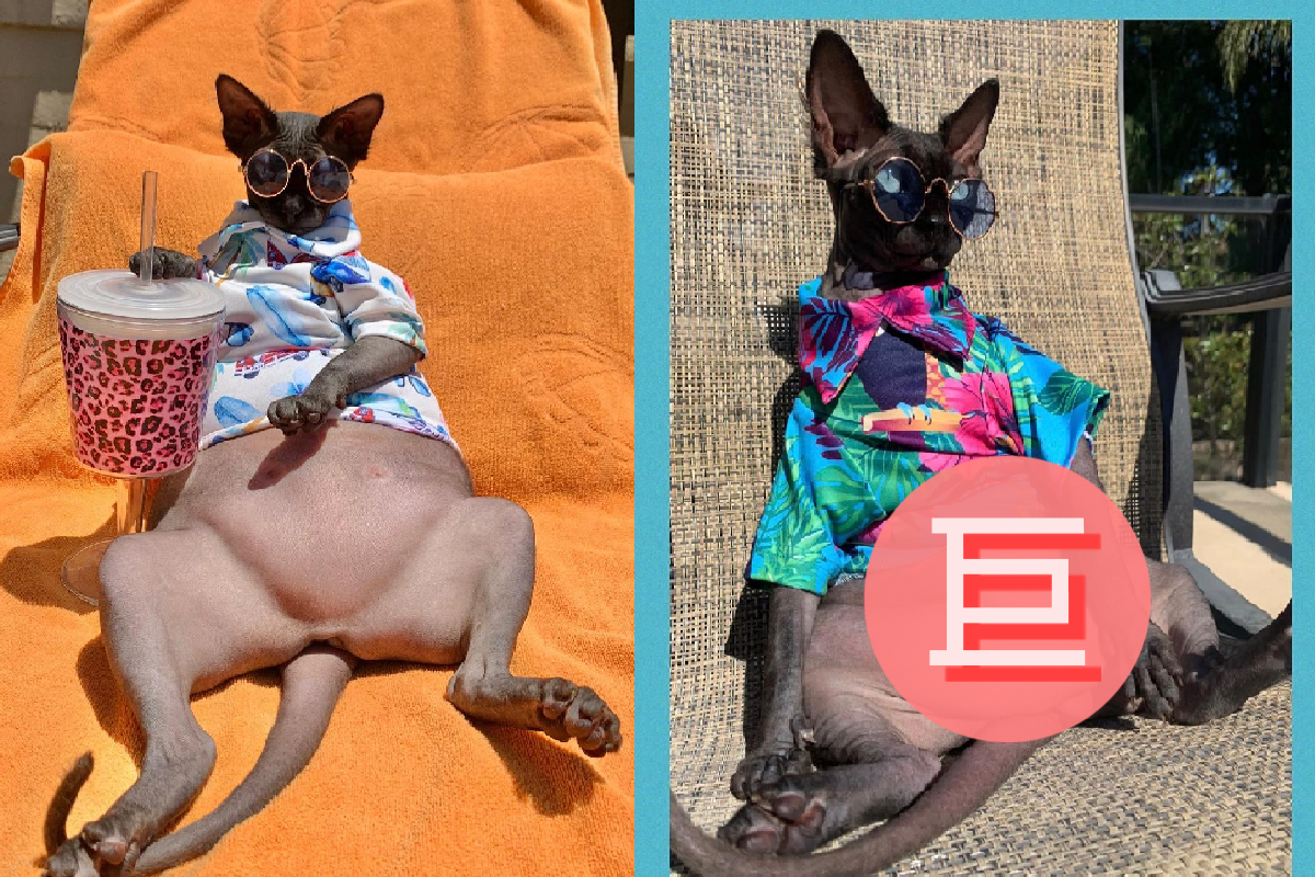 斯芬克斯貓慵懶坐躺椅，大方曬出兩層「油滋滋」肥肚！（圖／Instagram＠lily_rose_adventures）