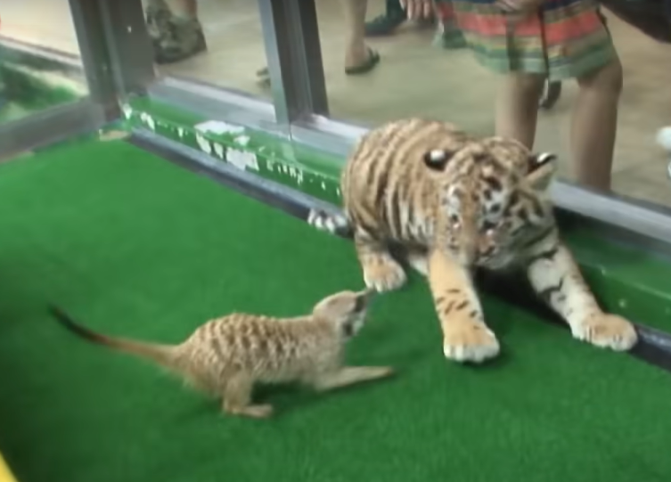 小老虎：啊啊啊啊！！！！（嚇爆）（圖／Youtube＠SBS TV동물농장x애니멀봐）