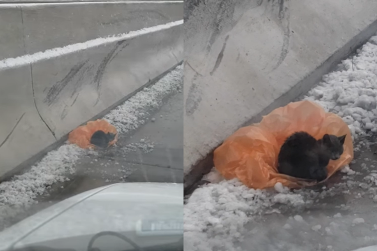 女子在高路公路救援一隻冷到發抖小貓，救起來後發現心疼的真相！（圖／FB@Michigan Humane）