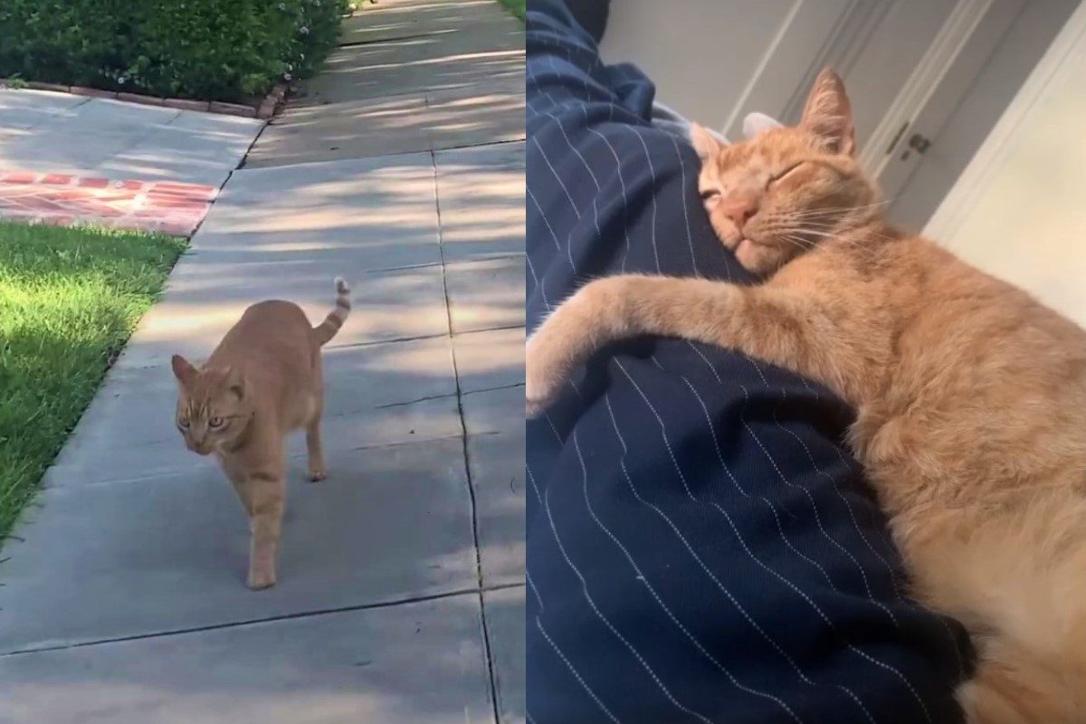 ▲橘貓天天拜訪鄰居男，牠「還會等門」：我來敦親睦鄰啦！（圖／翻攝自FB@The Dodo）
