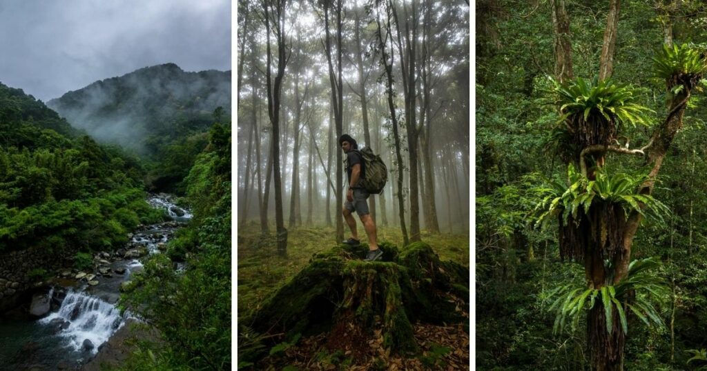 ▲The photo collage are taken at Daxueshan National Forest Recreation Area. (Courtesy of Ryan Hevern)