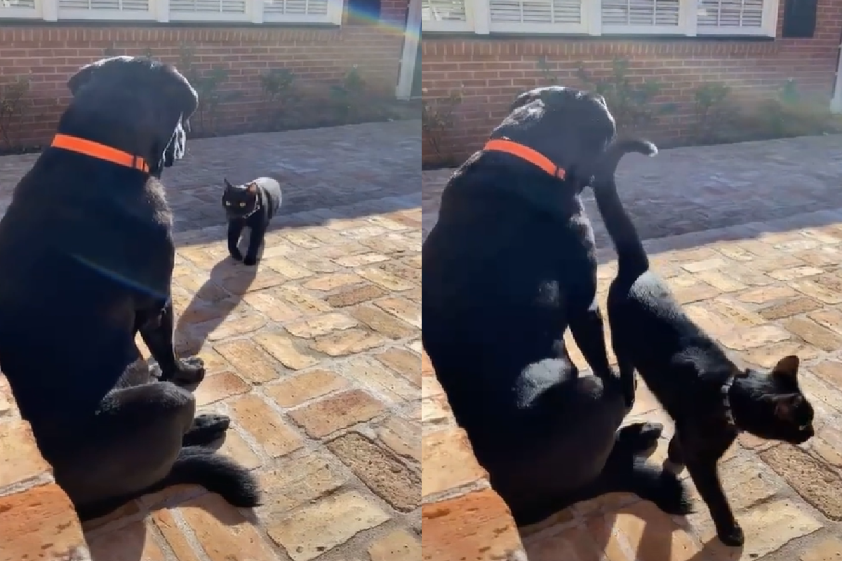 黑色動物相遇，「幫派式」打招呼超帥氣！（圖／TiKTok＠gusfromcraigslist）