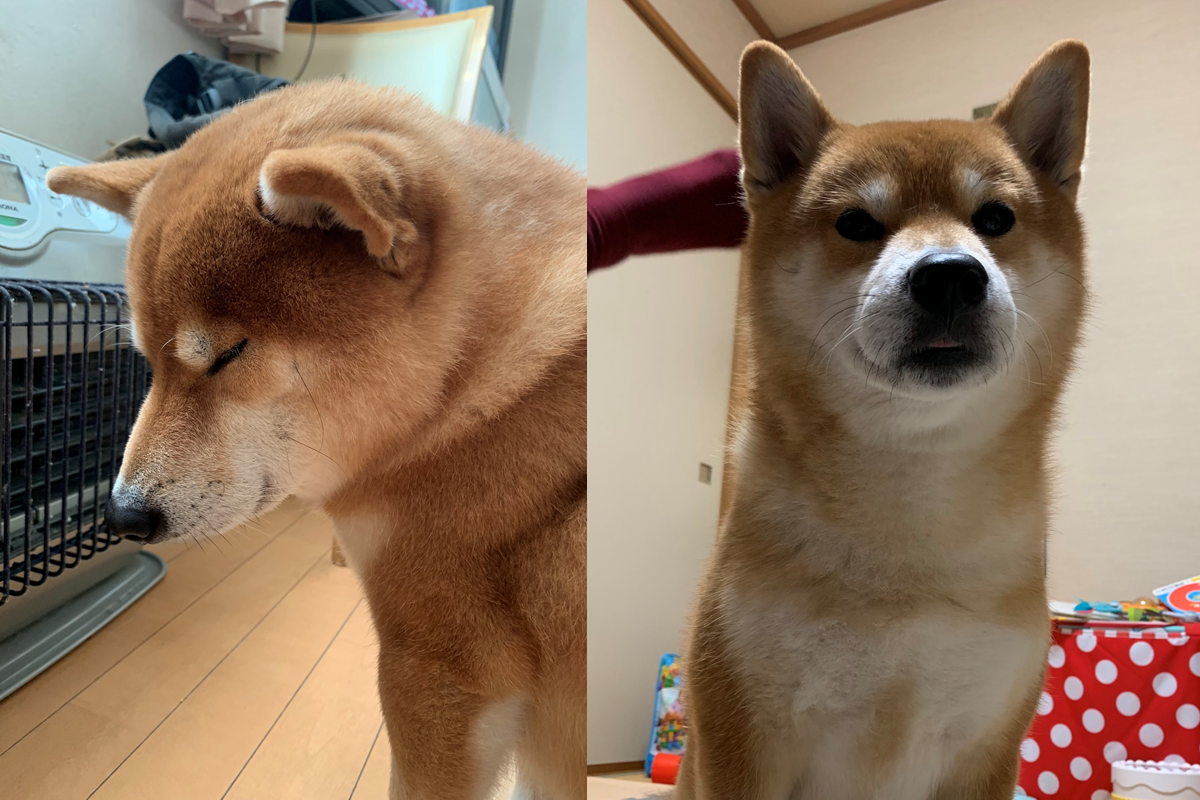 到了開暖爐的季節，柴柴一屁股黏在暖爐前不走！（圖／Twitter@kotaro_chang）