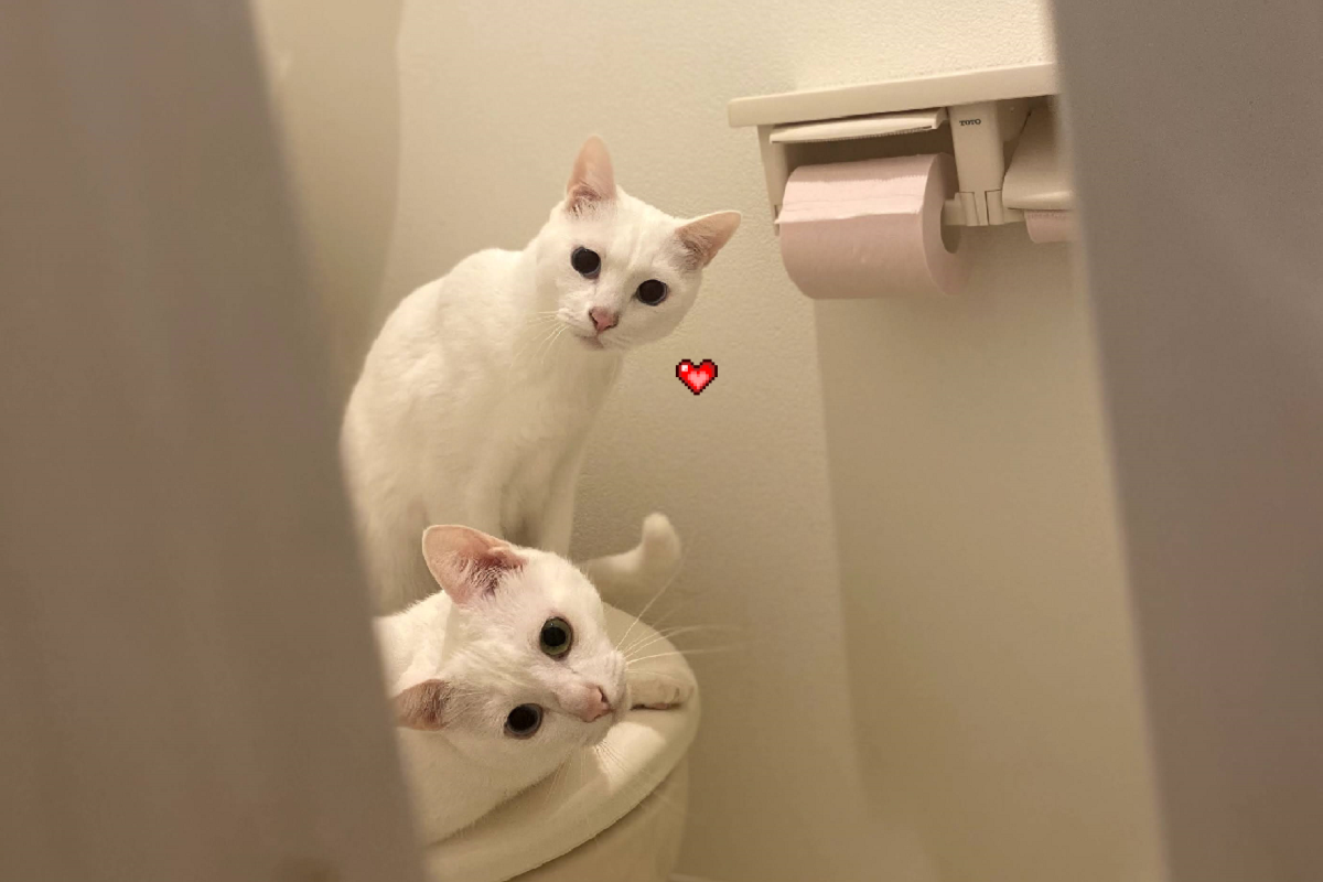 主人出門前忘記開暖氣，貓貓異想天開「躺馬桶」取暖！（圖／Twitter@tsubomi_arms）