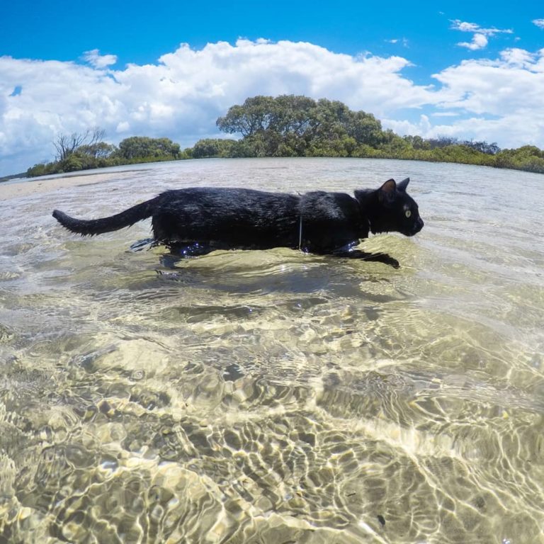 貓貓很自如的在海水中移動（圖／Instagram@nathan_thebeachcat）