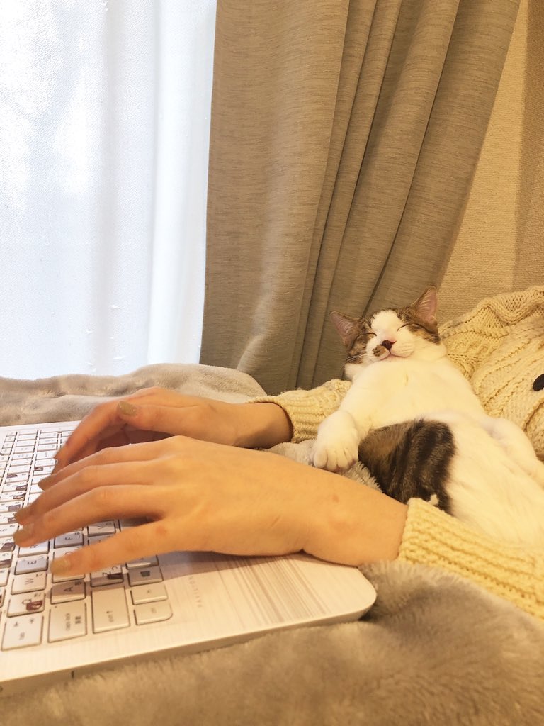 在家工作「手竟被當枕頭」　貓咪「睡好睡滿」：本喵覺得讚