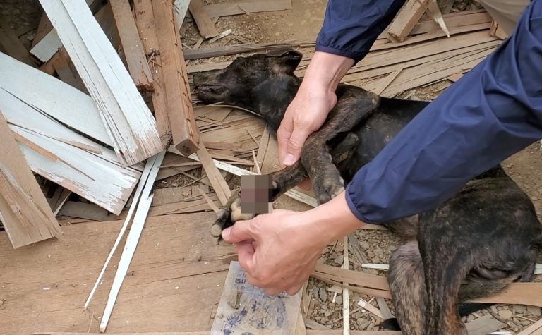 3浪犬遭困陷阱1死2重傷　民眾暗夜聽慘叫：好像怨靈在怒吼