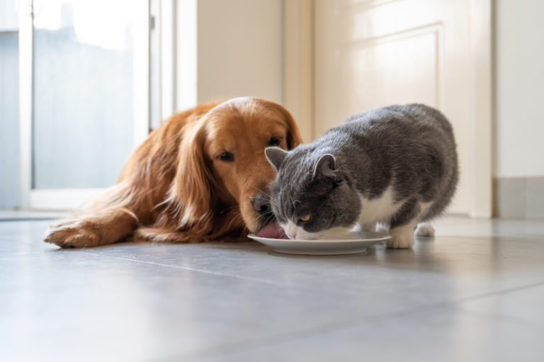 狗貓不吃飯該怎麼辦？觀察動物食慾的小技巧｜ 獸醫好想告訴你