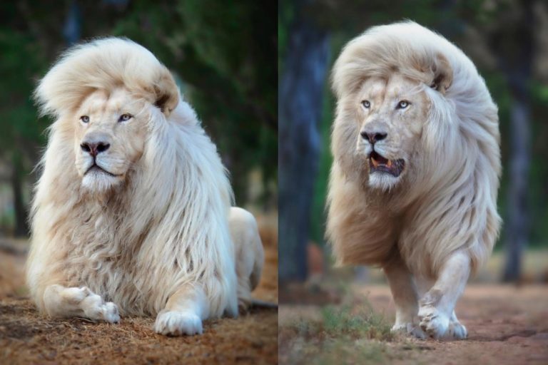 南非獅子保護區裡有一頭帥氣的白獅（圖／IG@human.kind.photography）