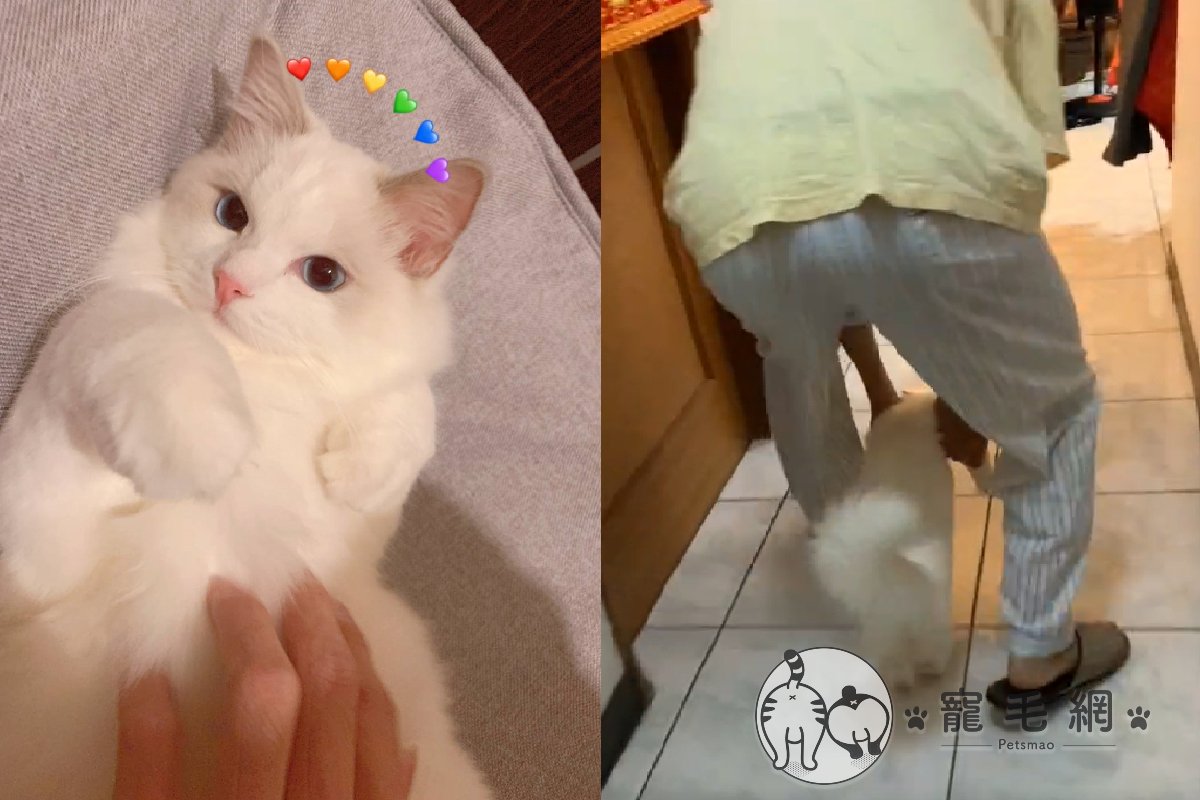 爸爸原本威脅敢養貓就「趕你出去」，結果見到貓後都不一樣了！（圖／Instagram＠tsuitsui_ragdoll）