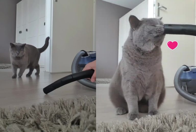 荷蘭一隻灰貓非常喜歡吸塵器（圖／翻攝自Youtube@ViralHog）
