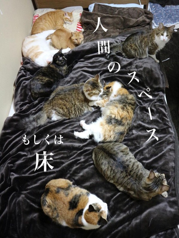 與14隻貓同住　理想睡法與現實往往相差很大！