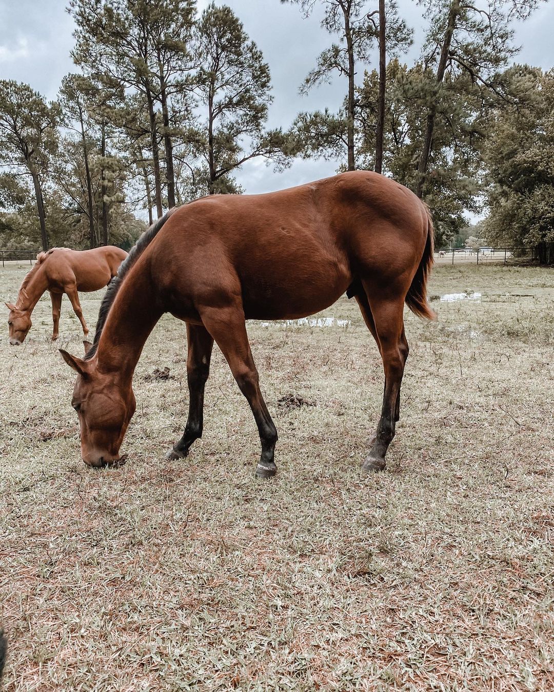 好美的一匹馬！（圖／Instagram@ropinyates）
