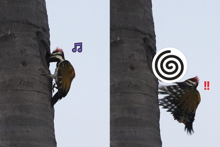 一隻啄木鳥在敲樹幹時，驚擾了樹洞裡的松鼠（圖／Ravi Raj）