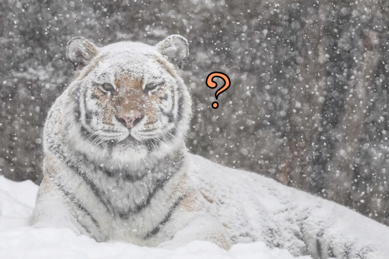 愛拍大貓的推主@rikunow，來到動物園看到一隻全身沾滿雪的老虎（圖／Twitter@rikunow）