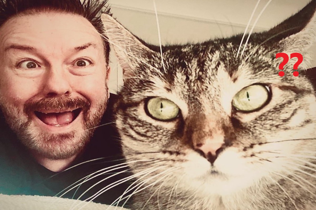 英國男演員瑞奇賈維斯Ricky Gervais日前領養了一隻虎斑貓（圖／IG@rickygervais）