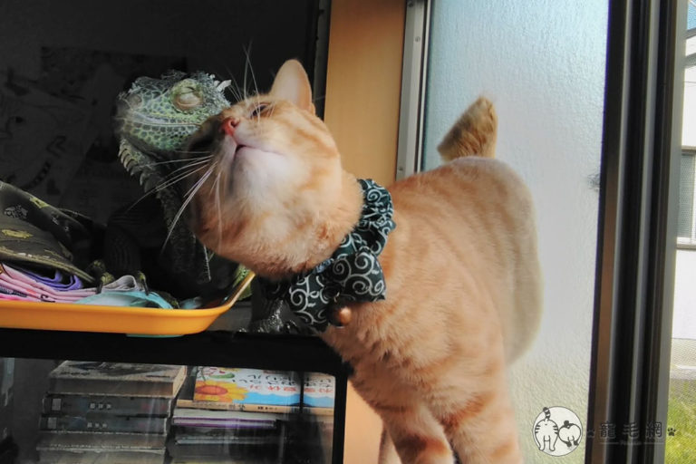 影／橘貓愛當「跟屁蟲」纏上綠鬣蜥　背後原因原來這麼可愛
