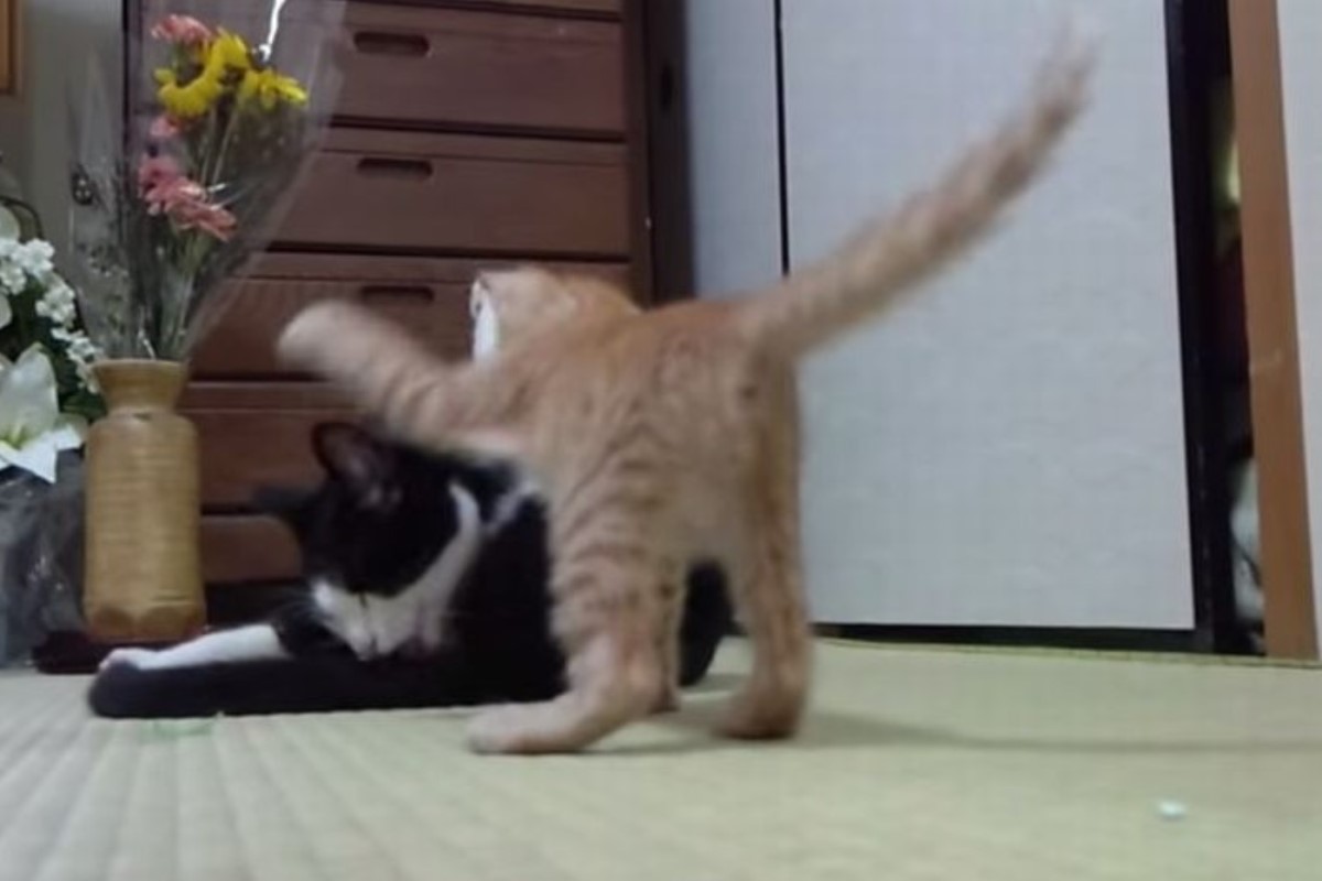 小橘貓衝向賓士貓哥哥準備狠狠給牠一巴掌（圖／翻攝自YT@こてつ&チャムby忍）