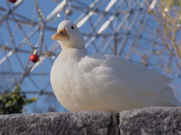 一隻鴨在遊樂場思考鴨生……（圖／Instagram＠oniwano_haru）