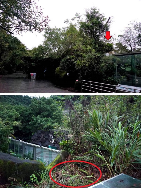 台北市立動物園石虎「飛飛」脫逃3週　終於回家了！