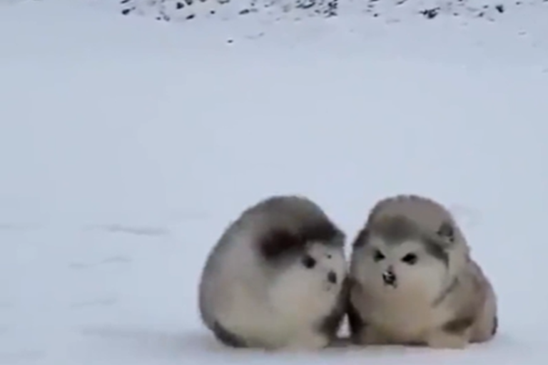 reddit網友前陣子分享雪橇犬寶寶的超萌影片，融化不少人心！（圖／reddit@memezzer）