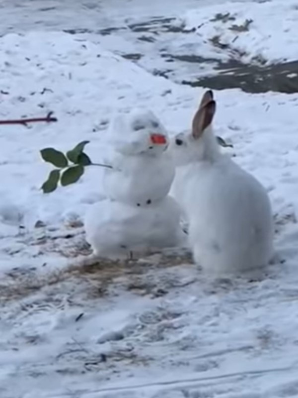 野生兔巧遇雪人下一秒竟「這動作」　網笑：聽到雪寶在尖叫！