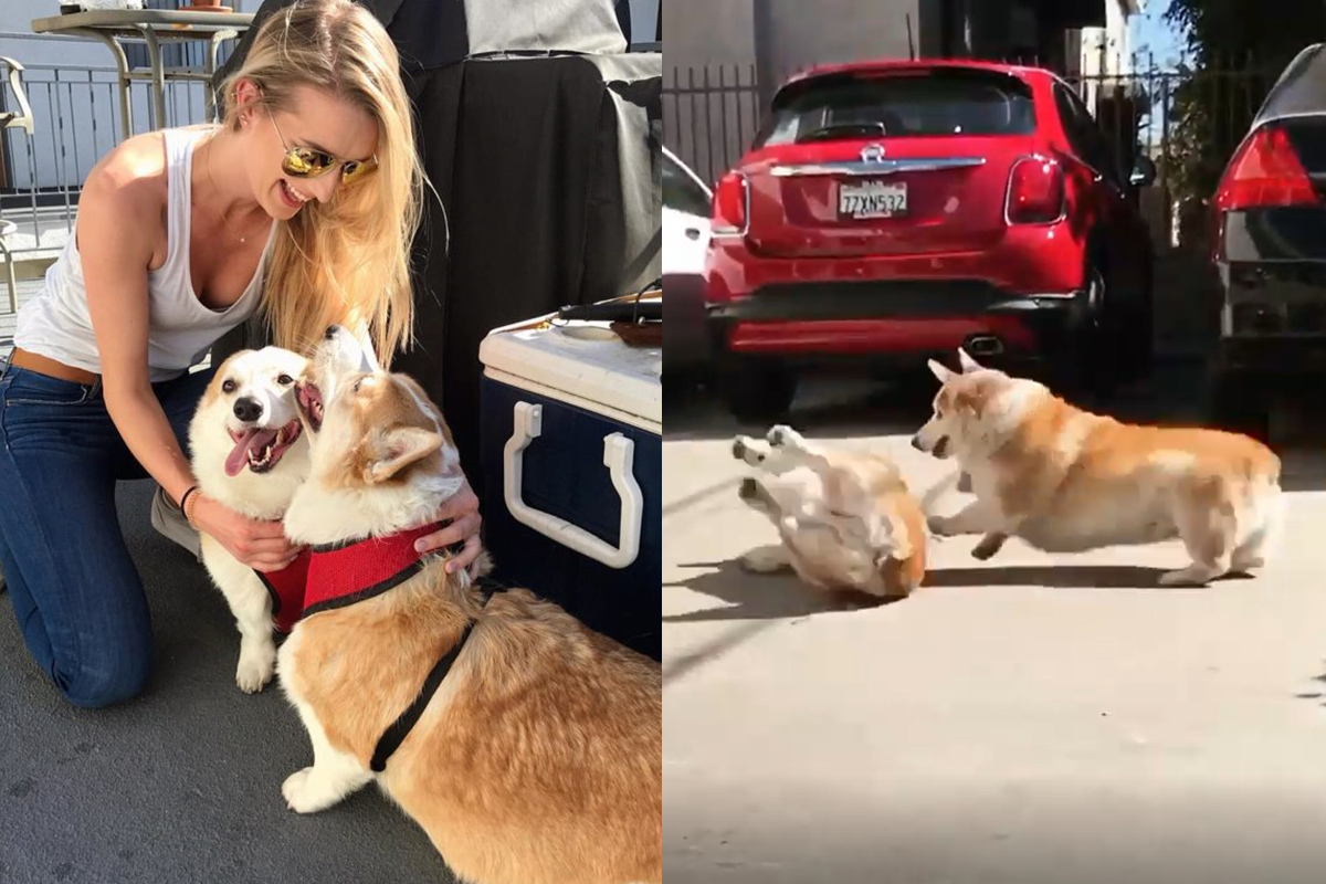 柯基跑步跑一跑，突然「華麗翻轉」秀技術！（圖／Instagram＠corgnelius）