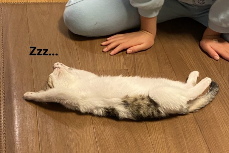 日本一推主收編小浪貓的第一天，牠就爽睡地板翻肚（圖／twitter@karasuyasatoshi）