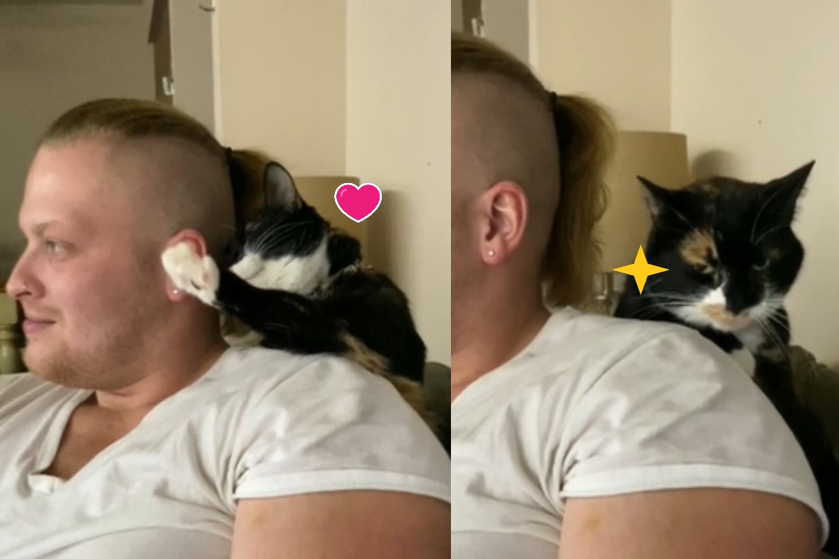 三花貓霸佔網友的男友，一臉宣示主權（圖／reddit@alrightsydney）