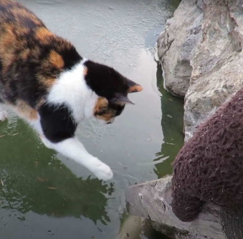 一人一貓同心協力對著冰面敲敲敲！（圖／Youtube＠haha ha）