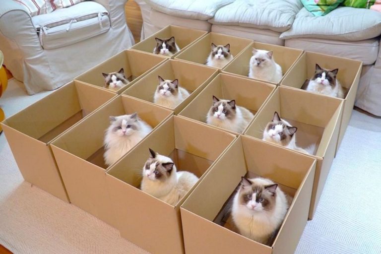 如何一次召喚11隻布偶貓？　紙箱放下去就對啦！
