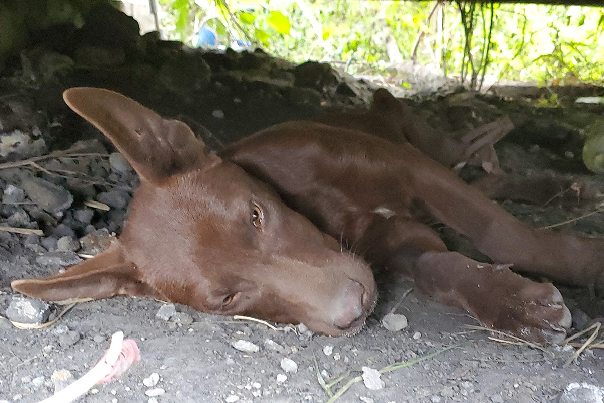 救不完～高雄捕獸夾多到可怕！半月扯斷5條狗腿造成浪浪1死3重傷（圖／台灣動物緊急救援小組）