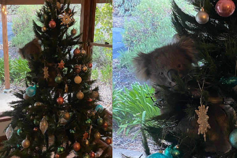 回家驚見聖誕樹上莫名多隻「無尾熊」！（圖／Facebook@Amanda McCormick）