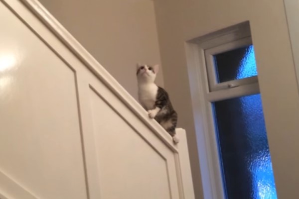 貓皇懶得走樓梯用「這方法」下樓網驚：竟然還會剎車！