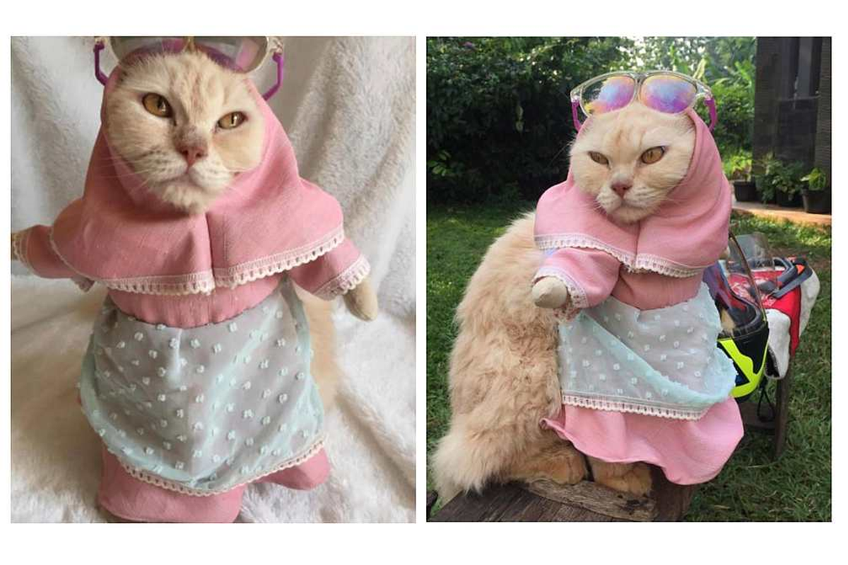 在伊斯蘭大國印尼，近期就掀起「穆斯林貓咪」的風潮，許多飼主紛紛為家貓套上伊斯蘭頭巾（hijab），超Q萌樣在推特上引發討論。（圖／推特）