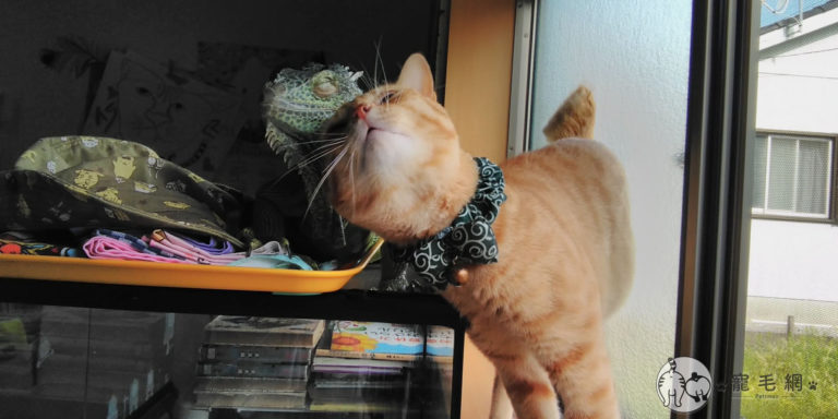 橘貓愛當「跟屁蟲」纏上綠鬣蜥　背後原因原來這麼可愛