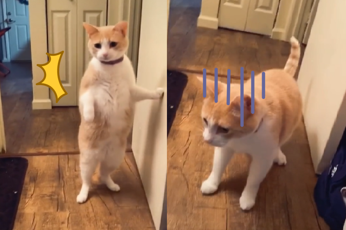 看到主人要洗澡，貓咪「戲劇性退後」扶牆攤地！（圖／TiKTok＠kaela_pease）