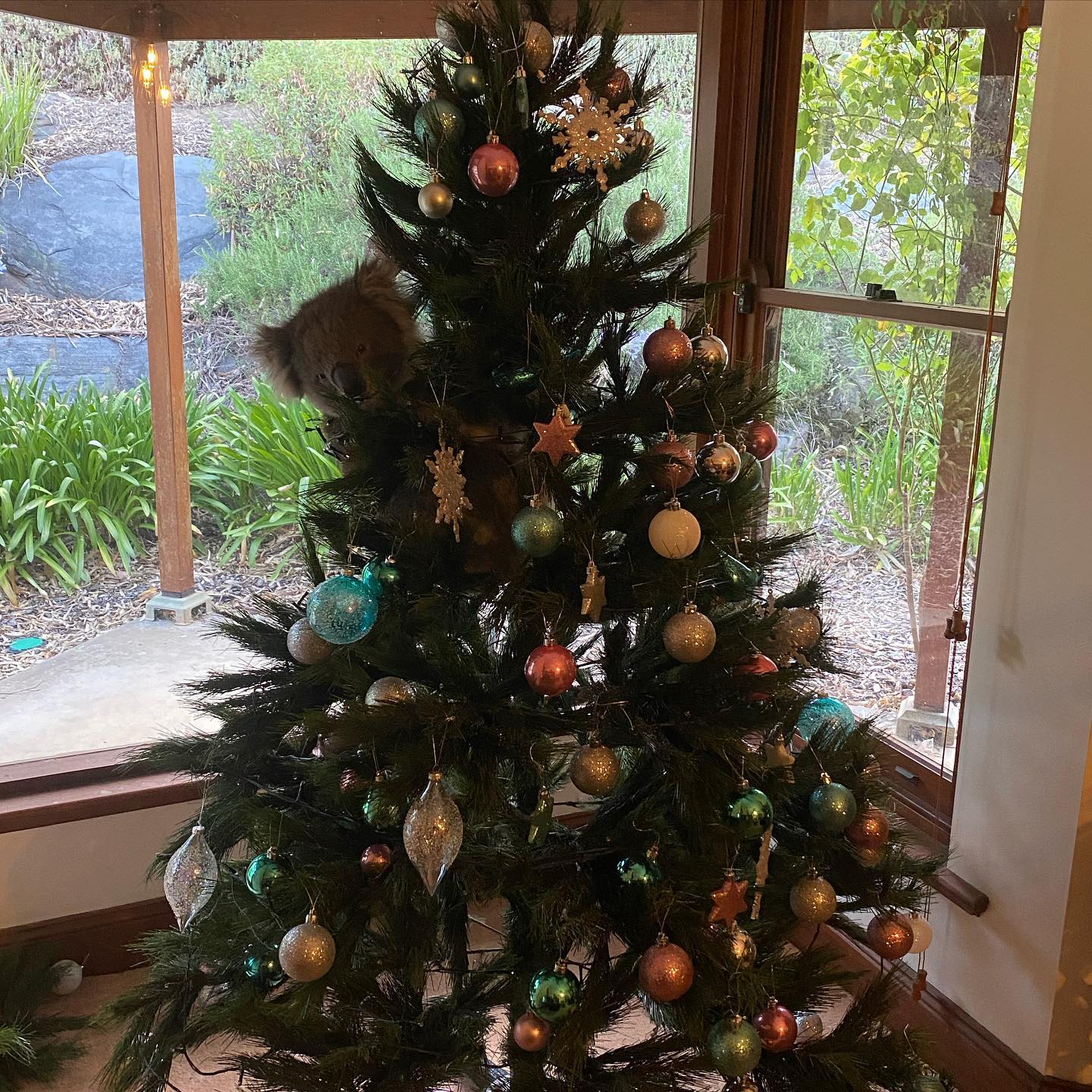 哇～好漂亮的聖誕樹！（圖／Facebook@Amanda McCormick）