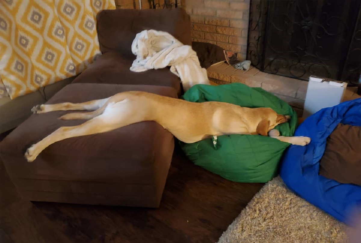 狗狗睡覺堅持要把自己「伸到最長」！（圖／Instagram＠howardthehotmess）