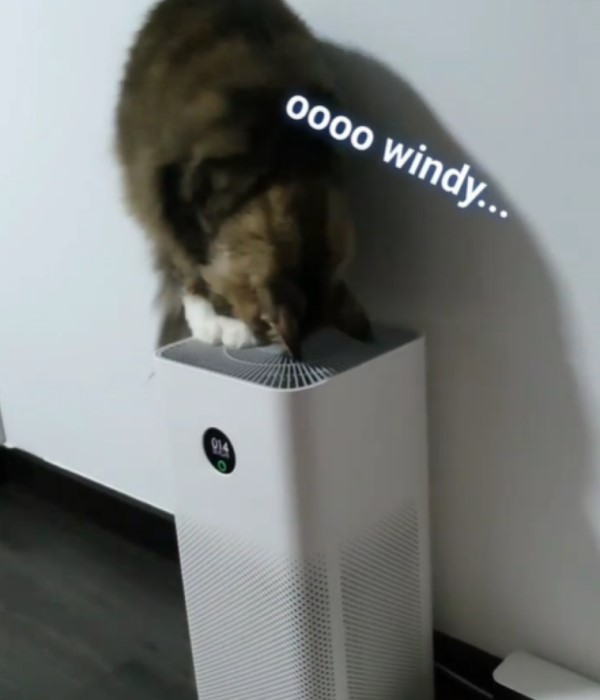 緬因貓「解鎖」空氣清淨機　自動調整強度：風來了！