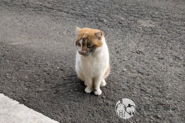 橘白貓經常「臉歐歐」　飼主揭驚人真相網笑瘋：想當黑手？